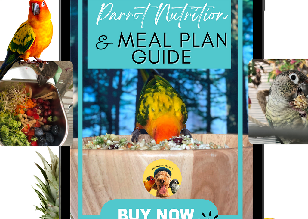 Is Honey Safe for Parrots to Eat? Poodles and Parrots